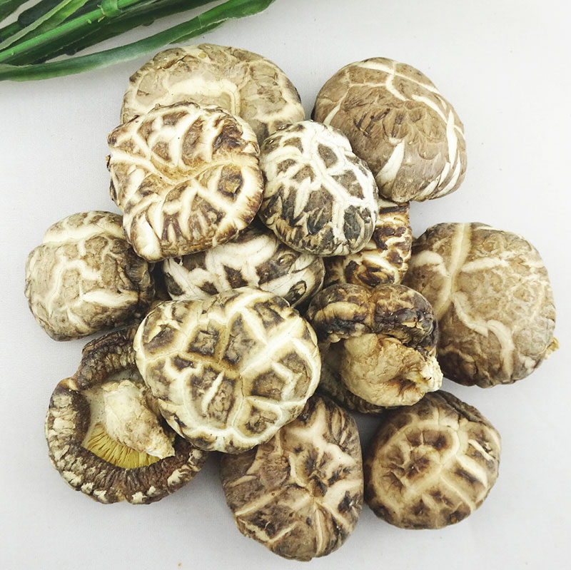 香菇.jpg 香菇.jpg